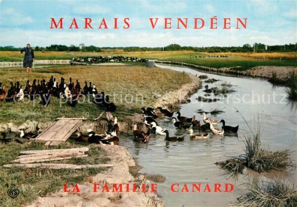 Enten Famille Canard Marais Vendeen