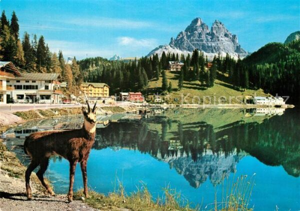 Lago di Misurina Tre Cime di Lavaredo Gemse Bergsee Dolo