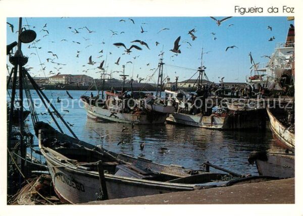 Figueira da Foz Hafen Möwen