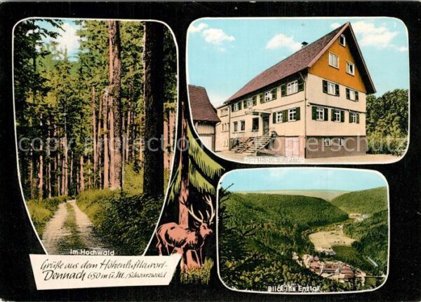 Dennach Neuenbuerg Partie im Hochwald Hirsch Panorama Blic