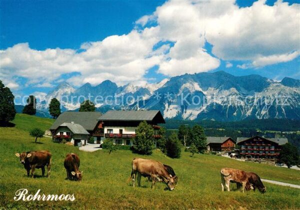 Rohrmoos-Untertal Urlaub am Bauernhof Viehweide Kühe Alpe