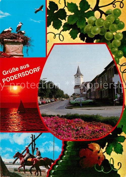 Podersdorf Neusiedler See Weissstorchfamilie Steppensee Pfarrkirc
