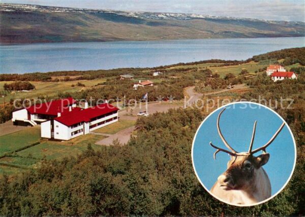 Hallormsstadur Island Fliegeraufnahme mit Elch