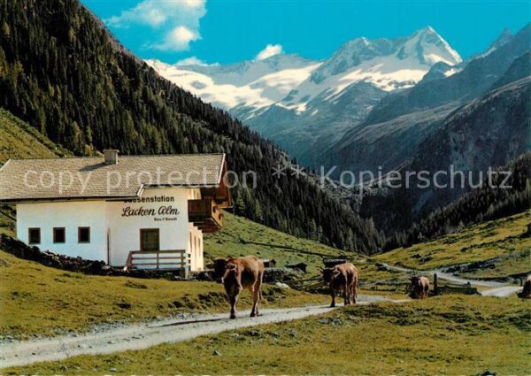Gerlos Hochtal Jausenstation Lackenalm Almvieh