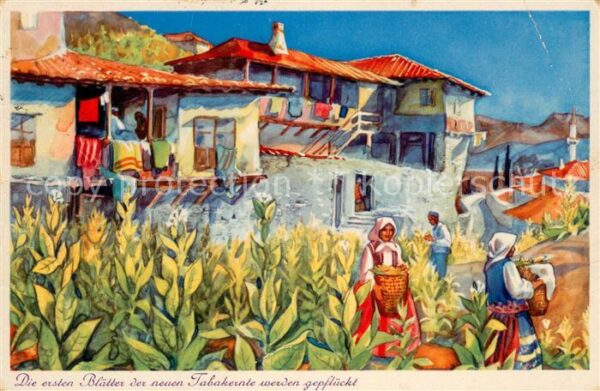 Melnik Bulgarien Malerischer Winkel Die ersten Blüten de
