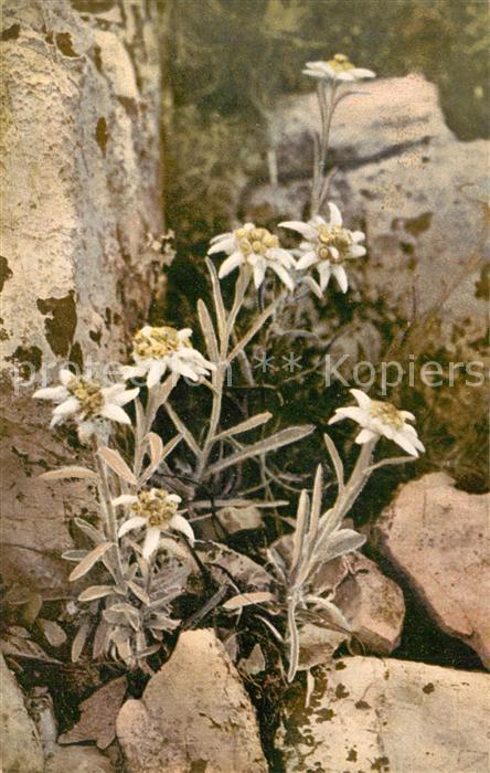 Edelweiss Leontopodium alpinum
