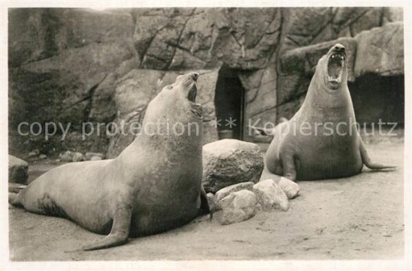 Hagenbeck Br?llende See-Elefanten Tierpark Hambur