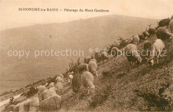 Schafe St.-Honore-les-Bains Paturage du Mont G