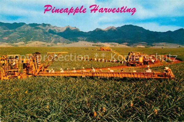 Ernte Landwirtschaft Pineapple Harvesting Hawaii