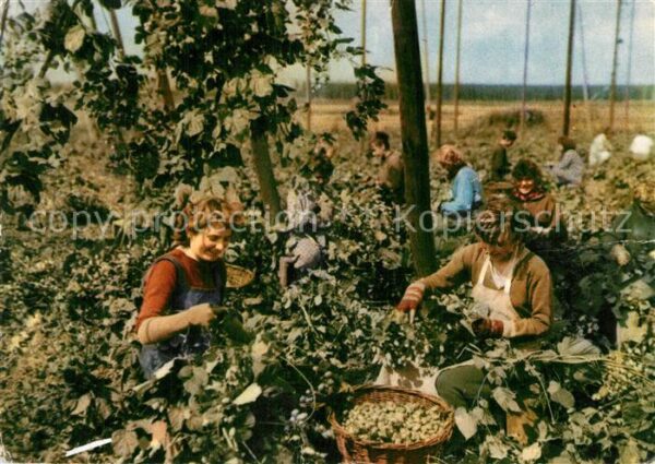 Ernte Landwirtschaft Cesani chmele Hopfenernte