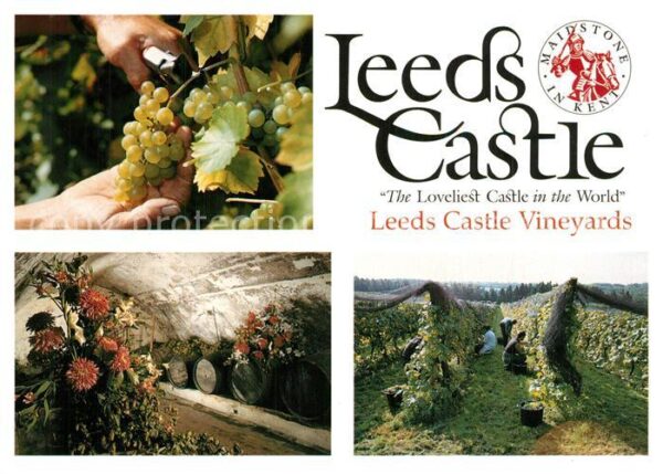 Leeds Maidstone Castle Harvesting the Grapes Vines Wine
