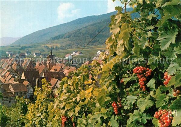 Riquewihr Haut Rhin Vue Generale Vignoble Alsacien