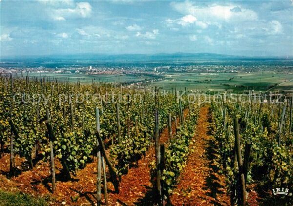Colmar Haut Rhin Elsass Paysage entre Vosges et Foret Noire Vig