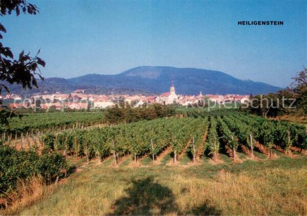 Heiligenstein Bas-Rhin et son vignoble au fond le Mont Sainte