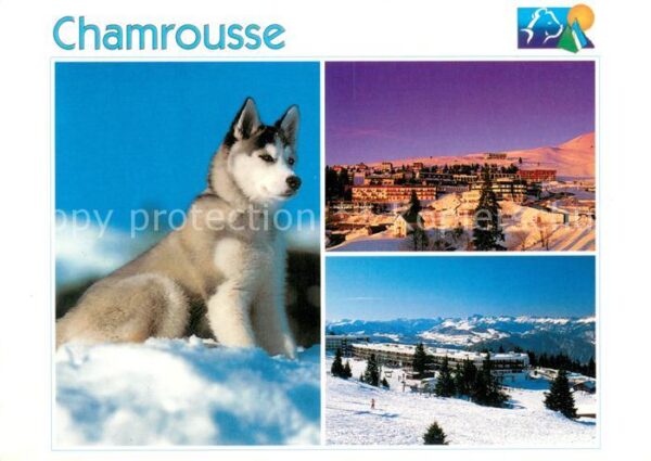 Chamrousse Winterpanorama Husky Hund