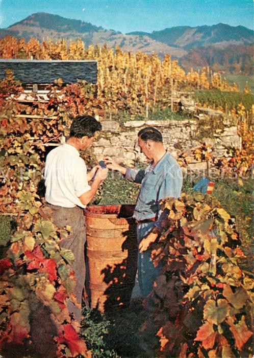 Montreux  VD Vendanges Weinlese