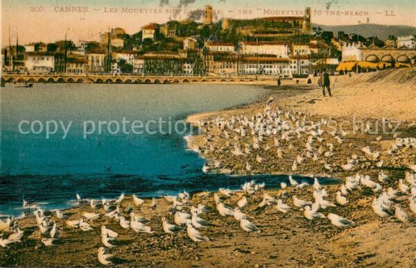 Cannes Alpes-Maritimes Les Mouettes sur la Plage