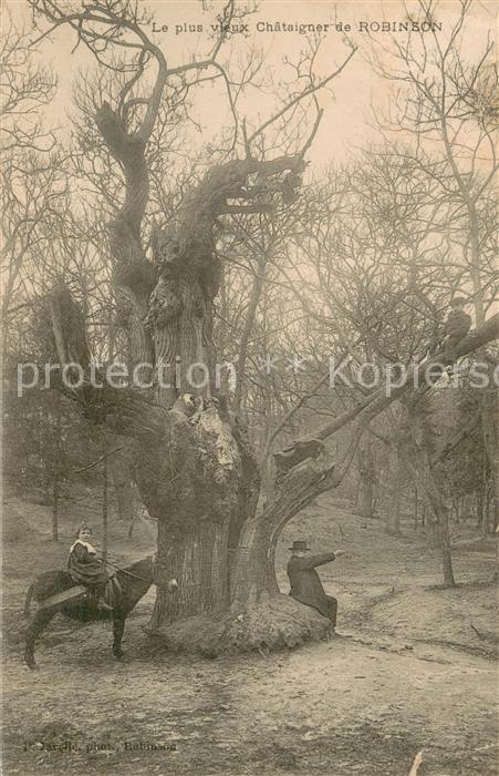 Chataigneraie La alter Baum
