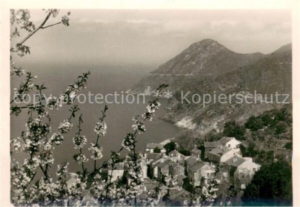 Canari Printemps au Cap Corse