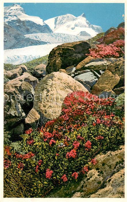 Zermatt VS Rhododendron ferrugineum Alpenrose am F