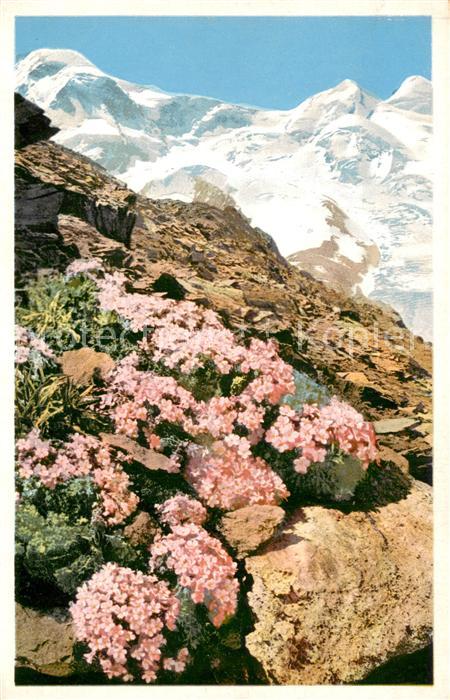 Zermatt VS Androsace glacialis Gletscher Mannschil