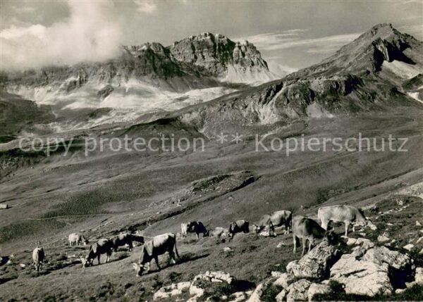 Andeer GR Alp Annarosa mit Grauhörner Almvieh Küh