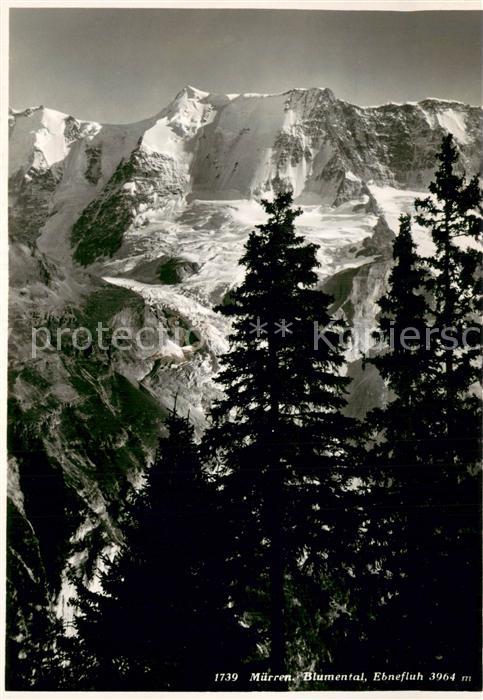 Muerren BE Blumental Ebnefluh Bergwelt Berner Alpe