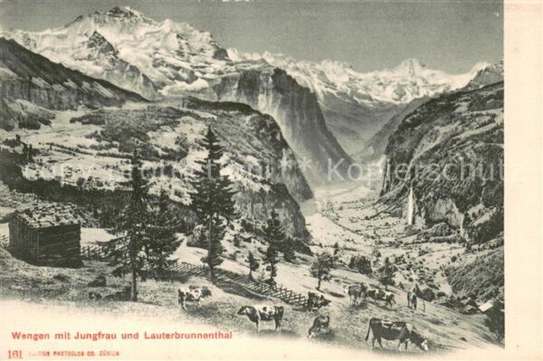 Wengen  BE Almvieh Panorama Lauterbrunnenthal Jung