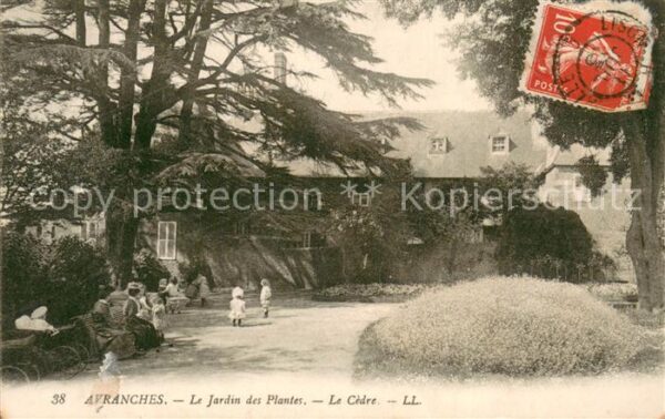 Avranches 50 Le Jardin des Plantes Le Cedre