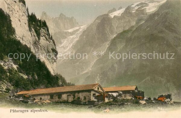 Herrenrueti Engelberg OW Paturages alpestres