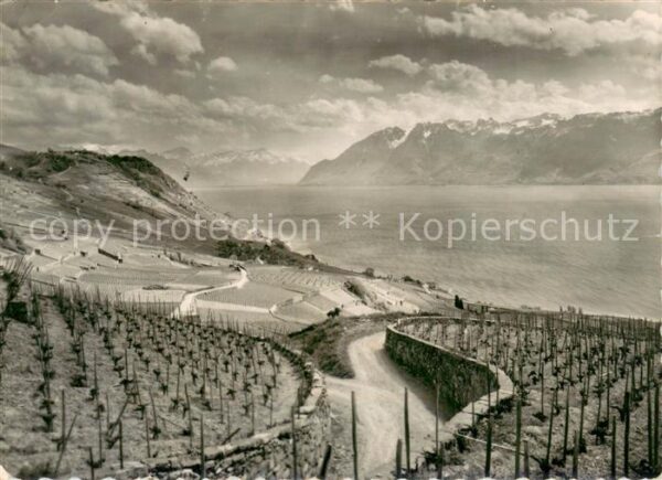 Lavaux  VD Vignoble et le Lac Leman