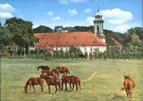 Bad Bevensen Kloster Medingen Pferdeherde