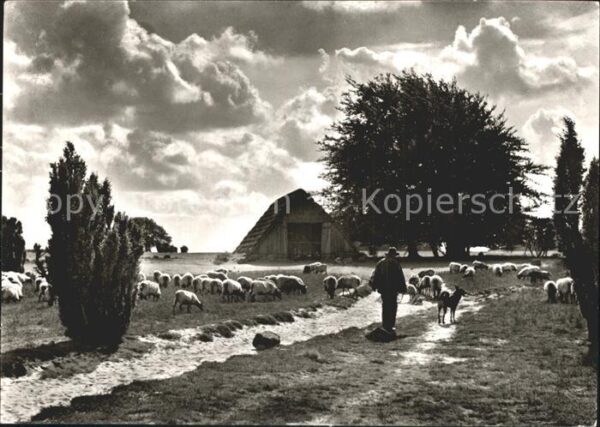 Wilsede Lueneburger Heide Alter Schafstall Heidschnucken
