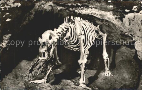 Baeren Skelett Höhlenbär Teufelshöhle Fränkisc