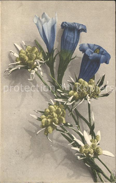 Blumen Edelweiss Enzian