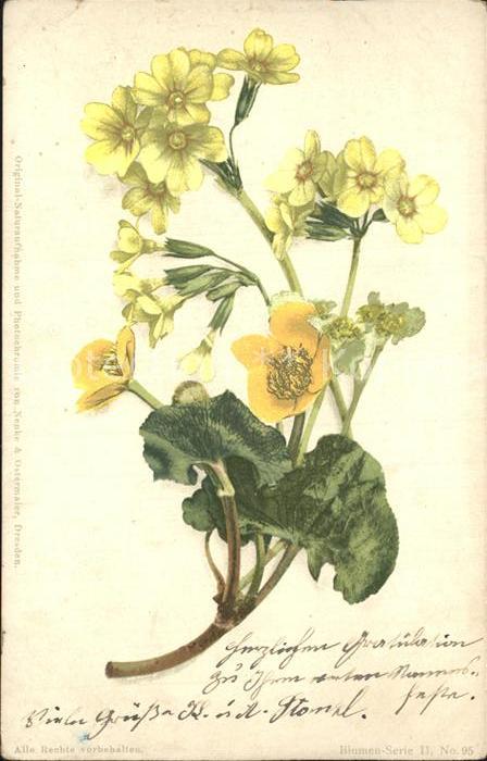 Blumen Schlüsselblume