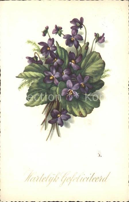 Blumen Veilchen Glückwunsch