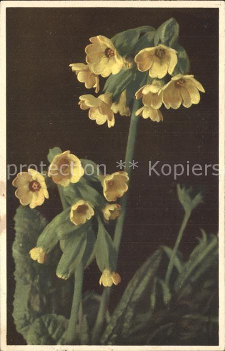 Blumen Himmelsschlüssel Primula officinalis