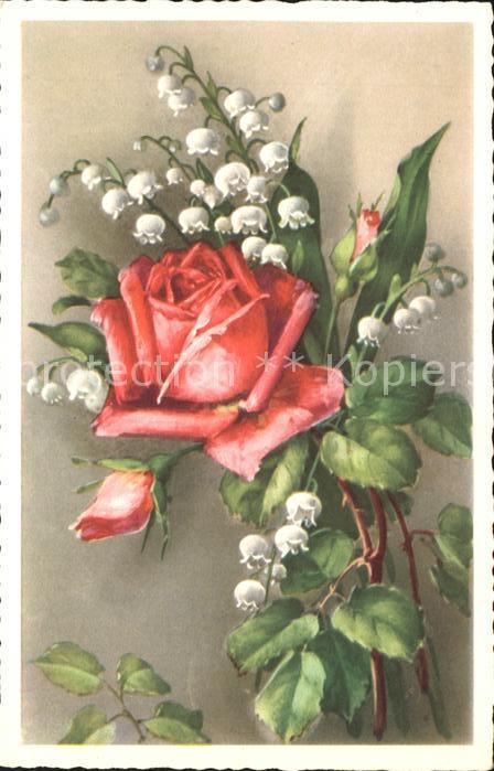 Rosen Maiglöckchen