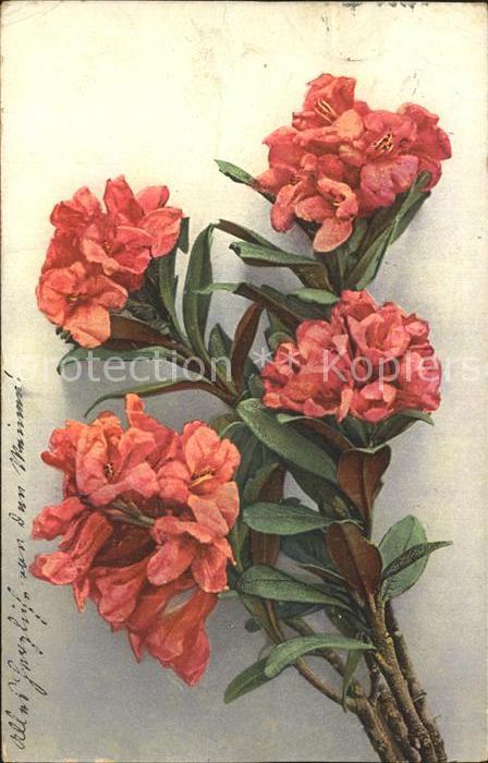 Blumen Alpenrosen