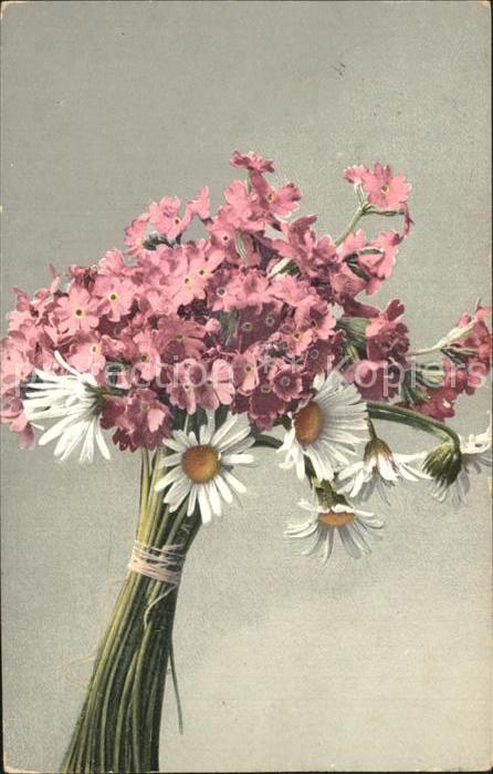 Blumen Mehlprimel Alpenmaßliebchen