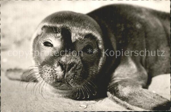 Seehunde Robben Langeoog