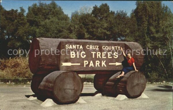 Baeume Trees Big Trees Park Santa Cruz County Califo