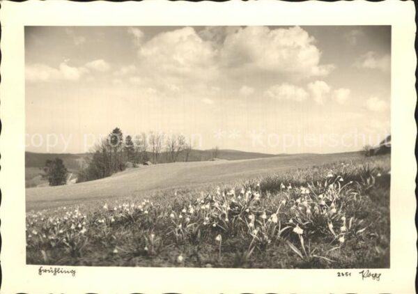 Foto Popp Nr. 2351 Frühling