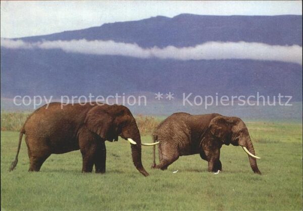 Elefant Elefanten