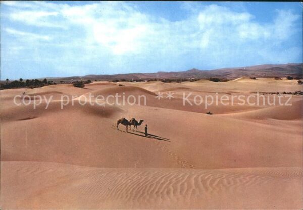 Kamel  Camel Chameau Maspalomas Gran Canaria Düne