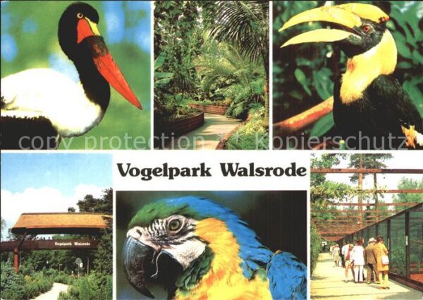 Papagei Vogelpark Walsrode