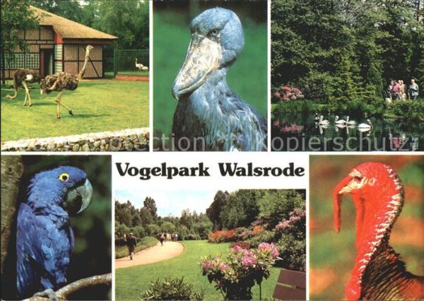 Voegel Vogelpark Walsrode Papagei Strauss
