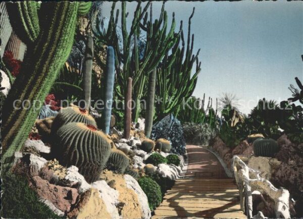 Kakteen Jardin Exotique Monaco Pont E. Grusonii