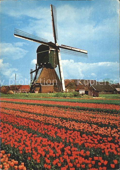 Windmuehle Tulpen Holland